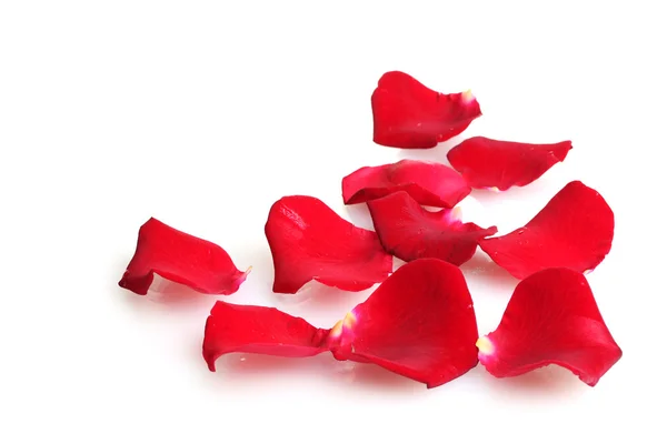 Красиві пелюстки червоних троянд ізольовані на білому — стокове фото