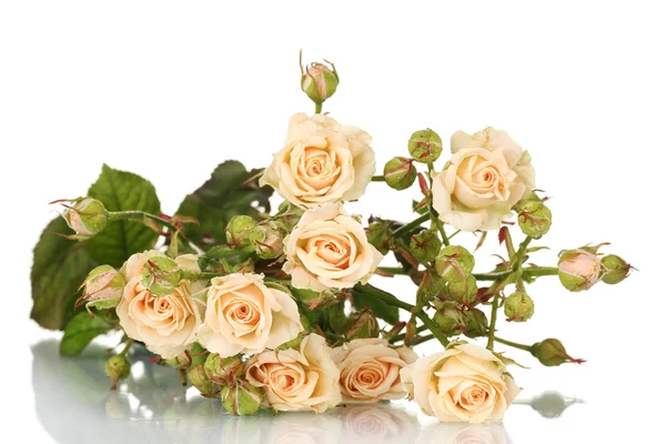 白で隔離される小さなバラ — ストック写真