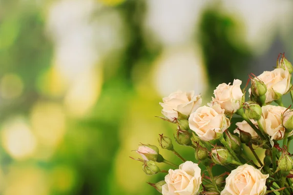Gyönyörű kis rózsák zöld háttérrel — Stock Fotó