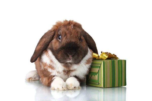 Лобково-ушной кролик с подарочной коробкой изолирован на белом — стоковое фото
