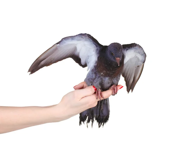 Schöne graue Taube in der Hand isoliert auf weiß — Stockfoto