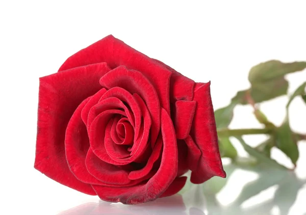 美しい赤いバラは白地に孤立し — ストック写真