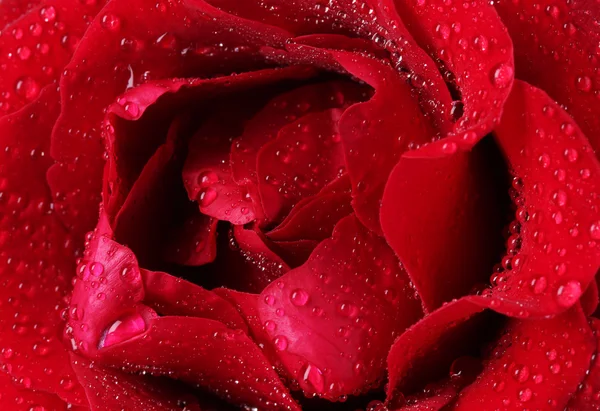Beautiful red rose closeup — Stock Photo, Image