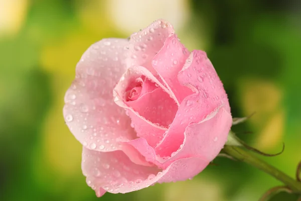 Różowa róża na zielonym tle — Zdjęcie stockowe