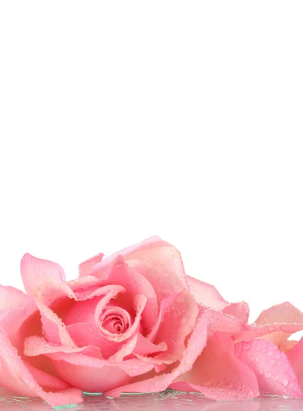 Розовая роза на белом — стоковое фото