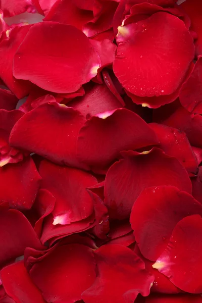Gyönyörű Rózsaszirmok Vértes vörös rózsa — Stock Fotó