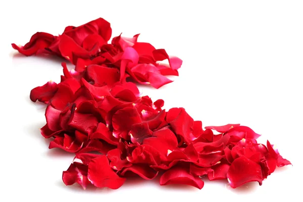 Vackra kronblad av röda rosor isolerade på vitt — Stockfoto