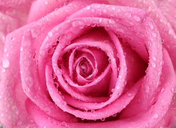 Rosa rosa com gotas de água close-up — Fotografia de Stock