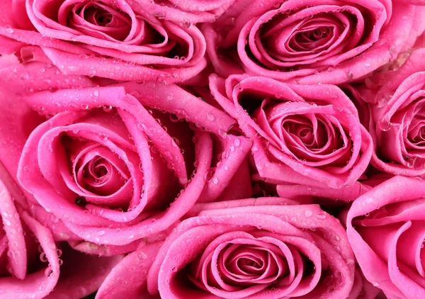 Molte rose rosa con goccioline d'acqua primo piano — Foto Stock