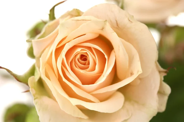 Stock image Rose closeup