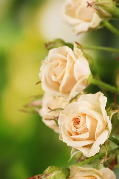 Belle rose piccole su sfondo verde — Foto Stock