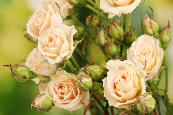 stock image Beautiful small roses on green background