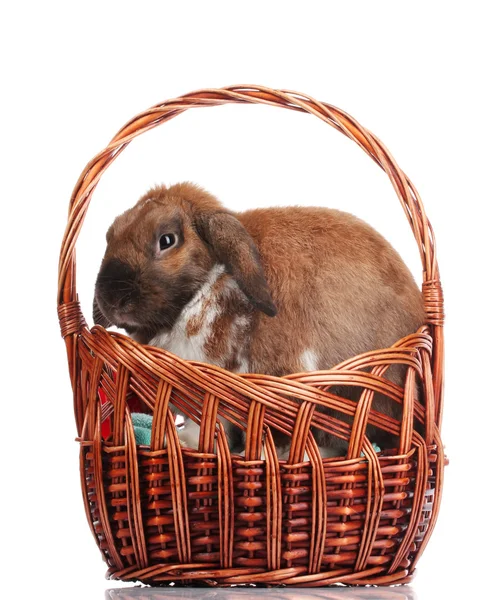 Schlappohr-Kaninchen in einem Korb isoliert auf weiß — Stockfoto