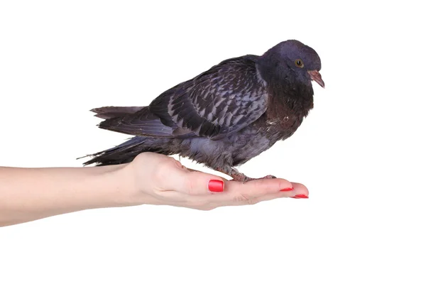 Beautiful gray pigeon in hand isolated on white — Stock Photo, Image