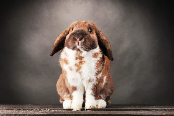 Lop-eared rabbit on grey background — Stock Photo, Image