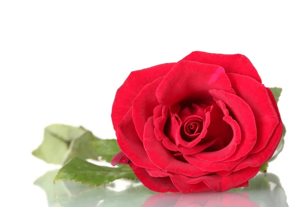 Όμορφο κόκκινο τριαντάφυλλο απομονωμένο σε λευκό — Φωτογραφία Αρχείου