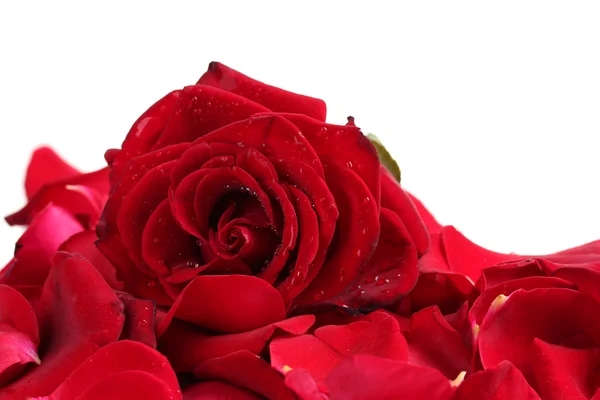 Bela rosa vermelha e pétalas isoladas em branco — Fotografia de Stock