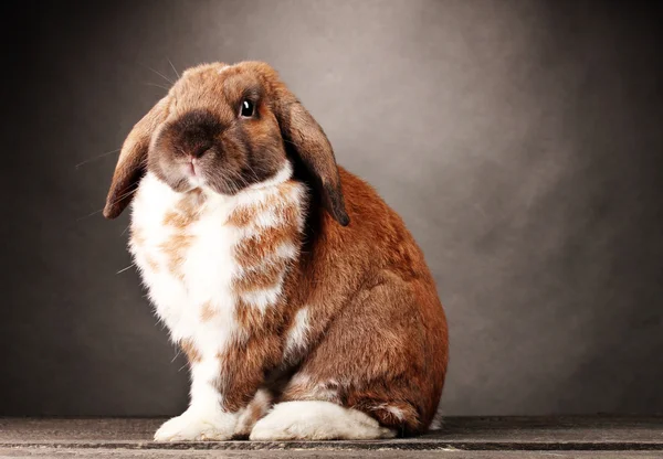 Conejo orejudo sobre fondo gris —  Fotos de Stock