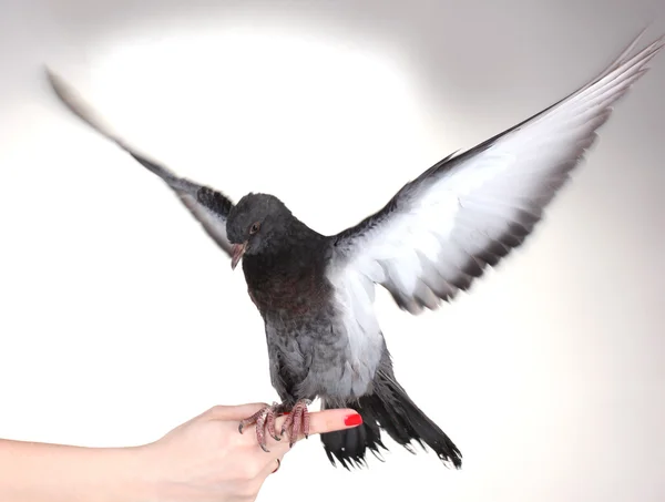 白で隔離される手で美しい灰色の鳩 — ストック写真