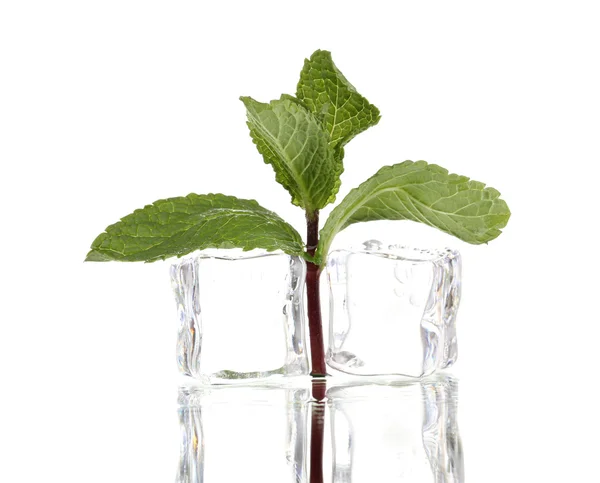 stock image Fresh mint leaf and ice cubes isolated on white