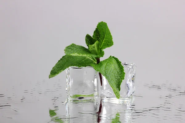 Fresh mint leaf and ice cubes with droplets isolated on white — Stock Photo, Image