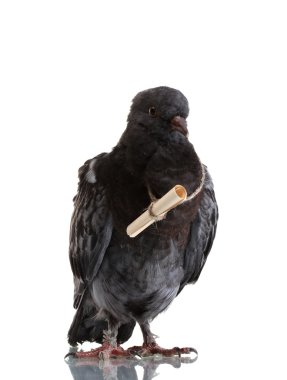 One grey messenger-pigeon isolated on white