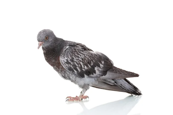 One grey pigeon isolated on white — Stock Photo, Image