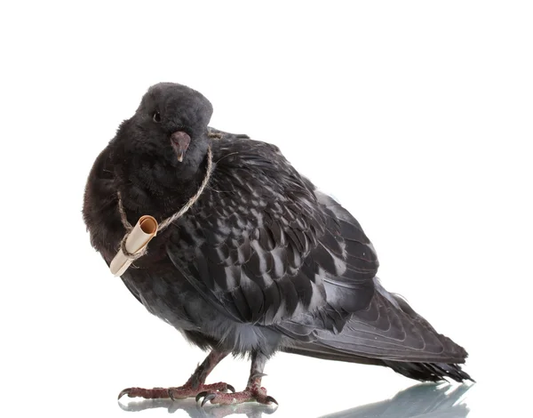 Un pigeon messager gris isolé sur blanc — Photo