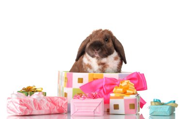 Lop-eared rabbit in a gift box with pink bow isolated on white clipart