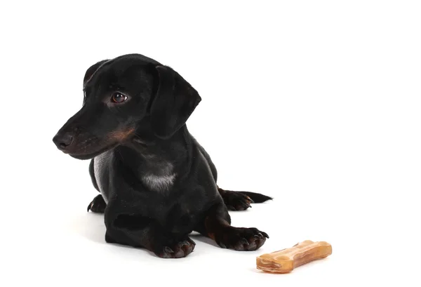 Siyah küçük daksund köpek ve kemik üzerinde beyaz izole — Stok fotoğraf