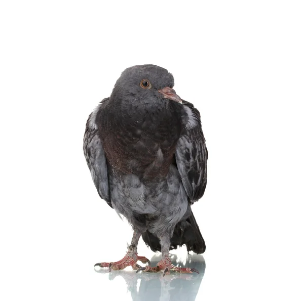 Una paloma gris aislada en blanco —  Fotos de Stock