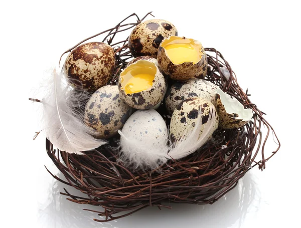 Quail eggs in nest isolated on white — Stock Photo, Image