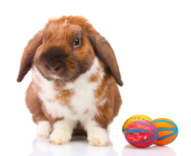 Lop-eared rabbit with eggs isolated on white clipart