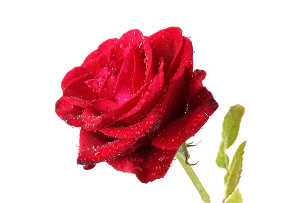 Schöne rote Rose isoliert auf weiß — Stockfoto