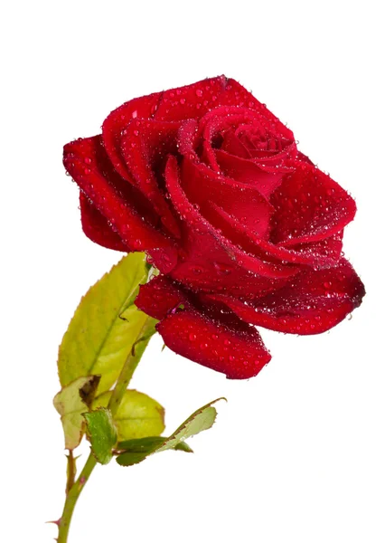 Bella rosa rossa isolata su bianco — Foto Stock