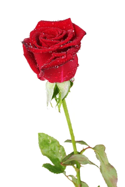 Красивая красная роза изолированы на белом — стоковое фото