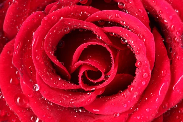 Vacker röd ros närbild — Stockfoto
