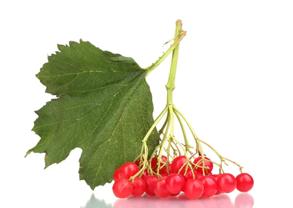 琼花与叶上白色隔离的红色浆果 — 图库照片