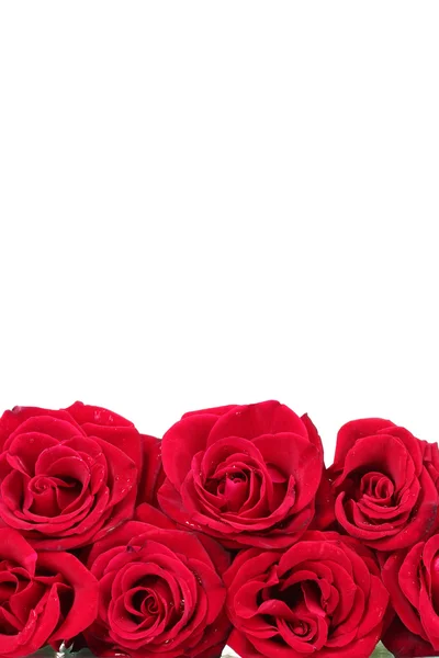 Beautiful red roses isolated on white — Stock Photo, Image