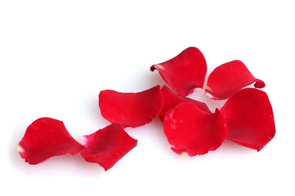 Piękne płatki czerwonych róż izolowane na białym — Zdjęcie stockowe