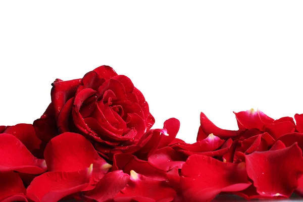 Bela rosa vermelha e pétalas isoladas em branco — Fotografia de Stock