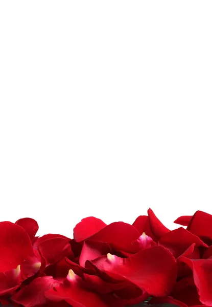 Vackra kronblad av röda rosor isolerade på vitt — Stockfoto