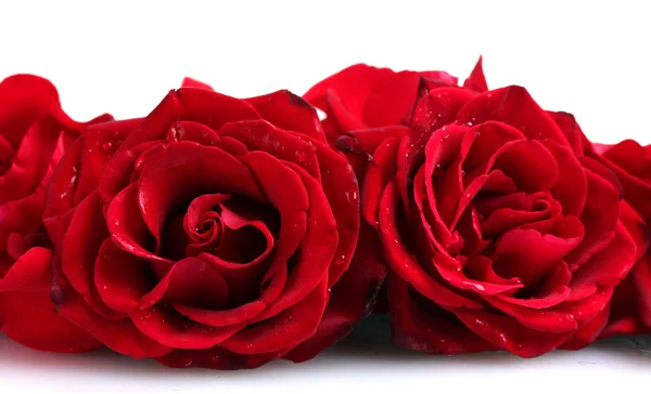 Belle rose rosse e petali isolati su bianco — Foto Stock