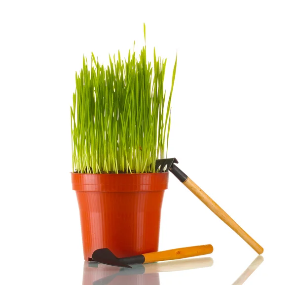 Hierba verde en maceta aislada en blanco — Foto de Stock