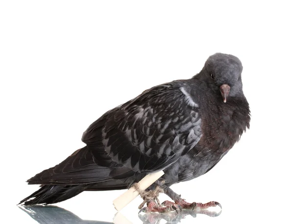 Один серый почтовый голубь, изолированный на белом — стоковое фото
