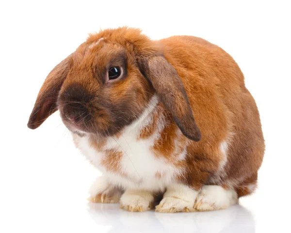 Coniglio dalle orecchie a luppolo isolato su bianco — Foto Stock