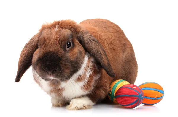 Droeve konijn met eieren geïsoleerd op wit — Stockfoto