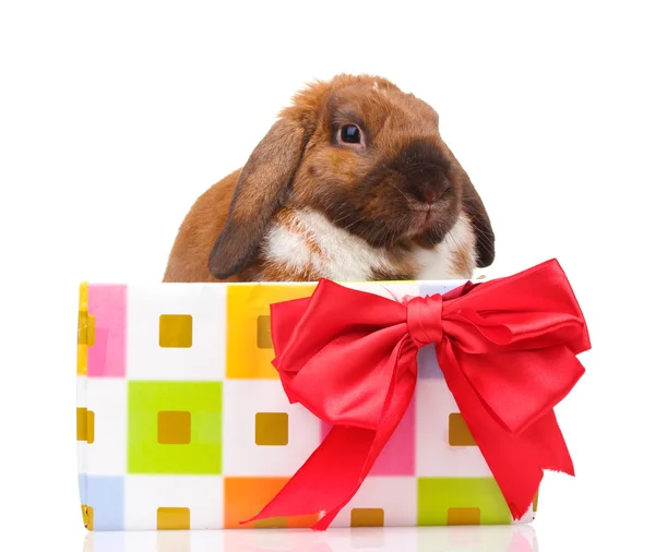กระต่ายหูโลในกล่องของขวัญที่มีธนูสีแดงแยกจากสีขาว — ภาพถ่ายสต็อก