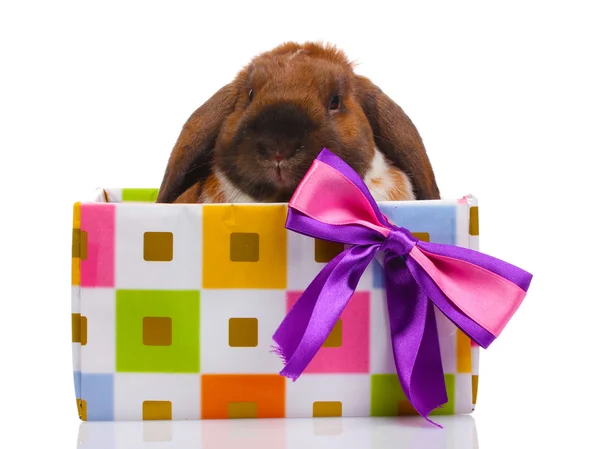Zběsilého útoku králík v dárkové krabičce s fialovým luk izolovaných na bílém — Stock fotografie