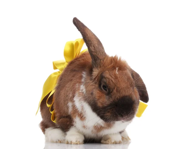 Zběsilého útoku králík s žlutým lukem izolovaných na bílém — Stock fotografie